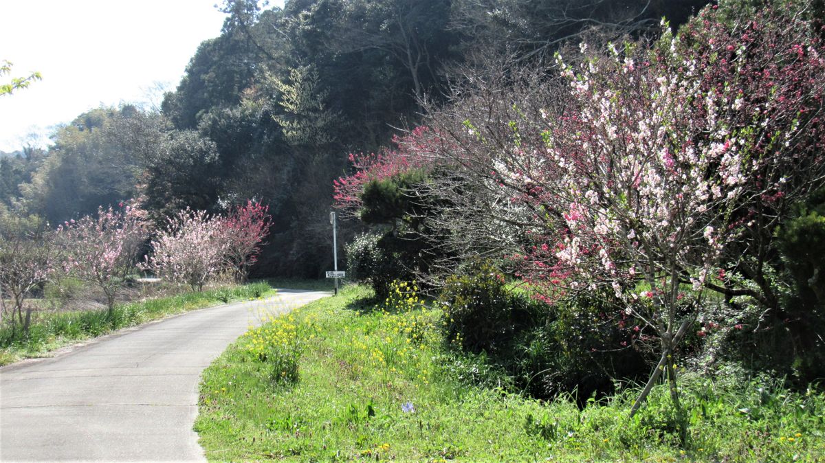 散歩道の花-花桃の咲き始めた里山