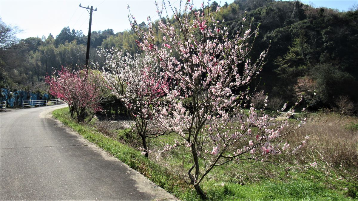 散歩道の花-花桃の咲き始めた里山