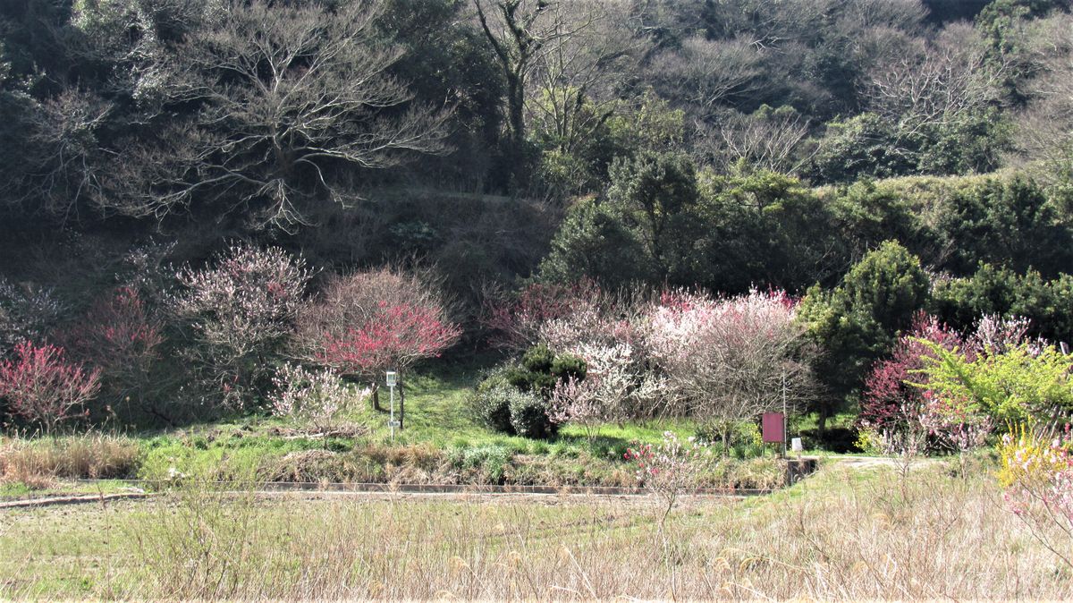 散歩道の花-花桃の咲き始めた里山