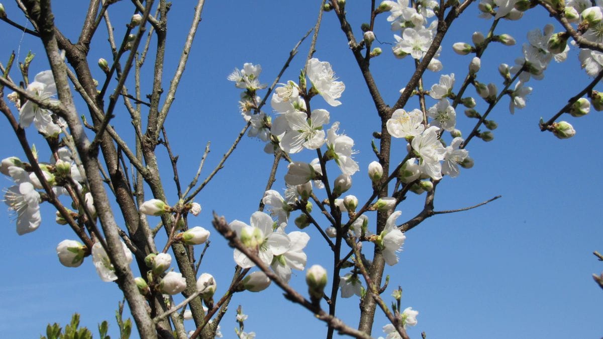 散歩道の花-白い花桃