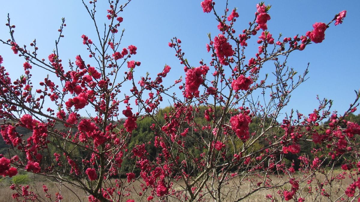 散歩道の花-ピンクの花桃