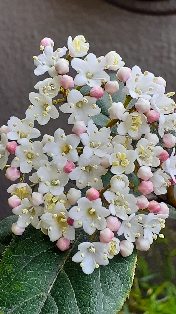 ふくおかルーバルガーデン5～春の🌸🌸🌸庭たより…可愛い💙ムスカリ～💕