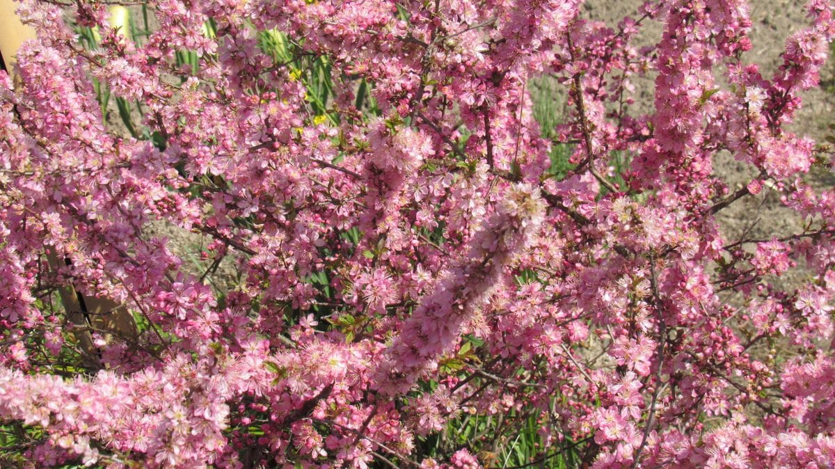 散歩道の花-小米桜(コゴメザクラ)