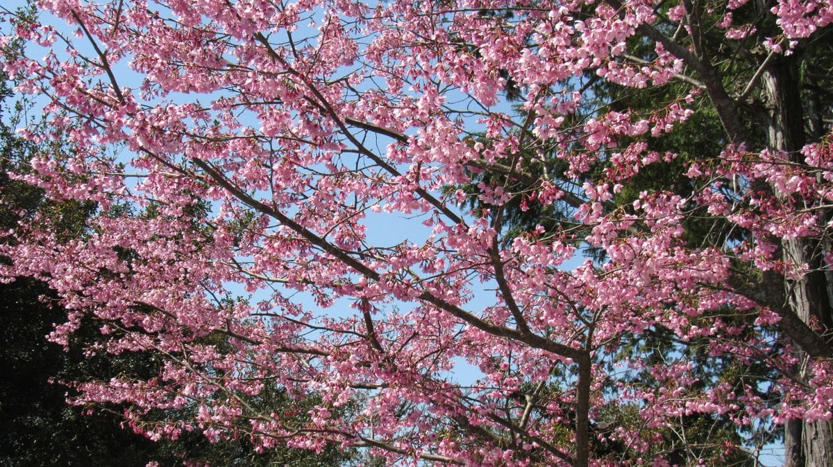 散歩道の花-寒緋桜(カンヒザクラ)