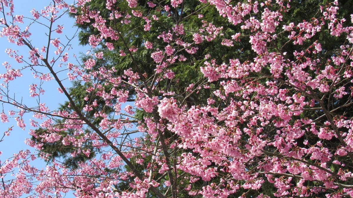 散歩道の花-寒緋桜(カンヒザクラ)