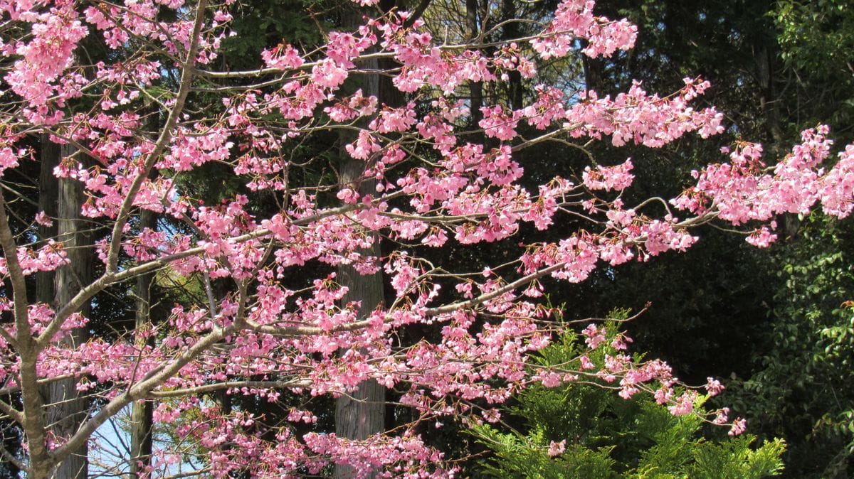 散歩道の花-寒緋桜(カンヒザクラ)