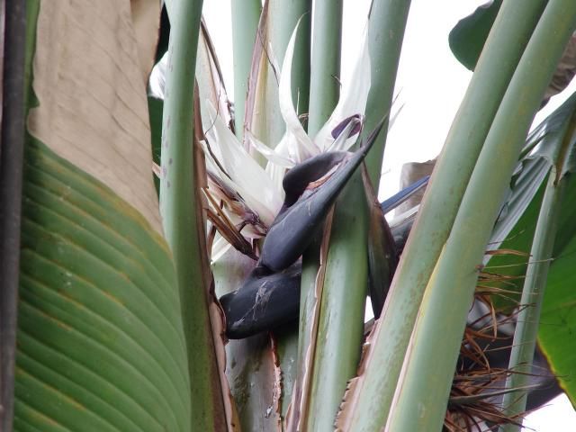 極楽鳥花の御親戚