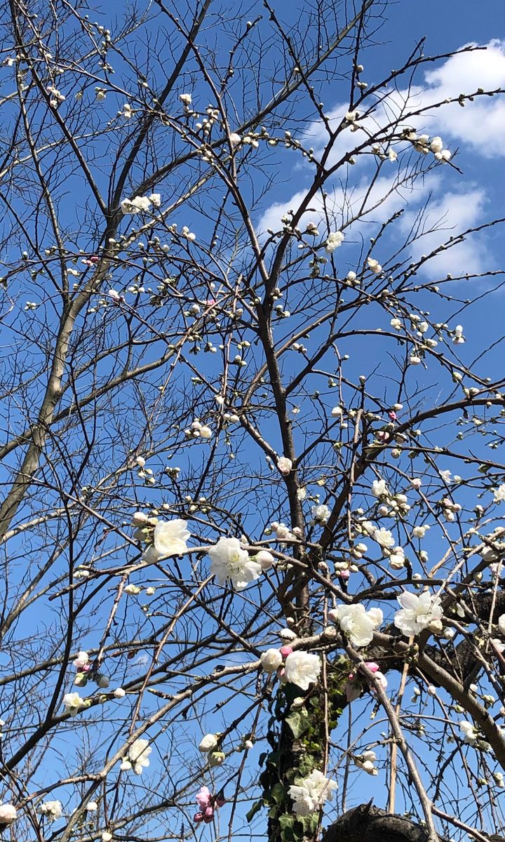 餅花のような枝垂れ桃