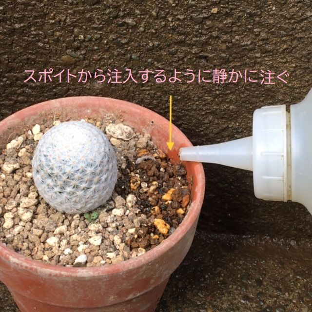 植え替え後1回目の水やり