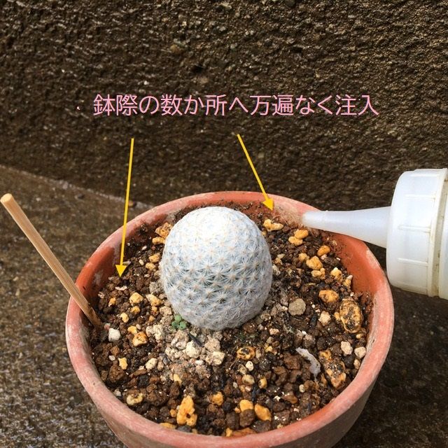 植え替え後1回目の水やり