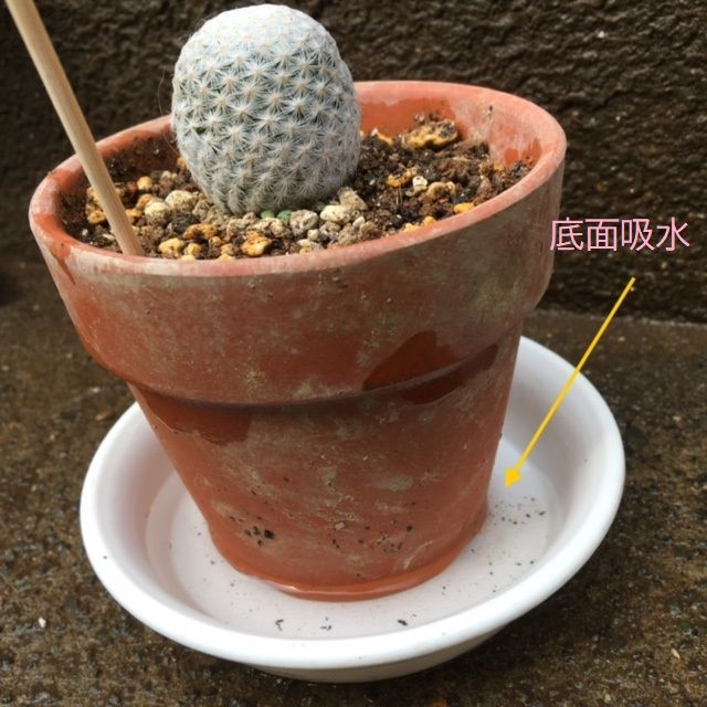 植え替え後1回目の水やり