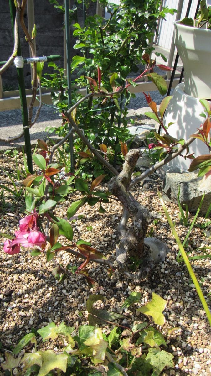 花海棠盆栽の台木