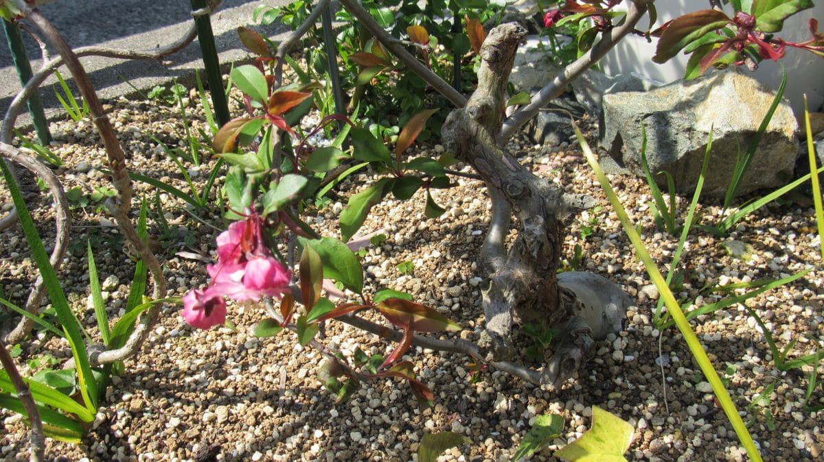 花海棠盆栽の台木