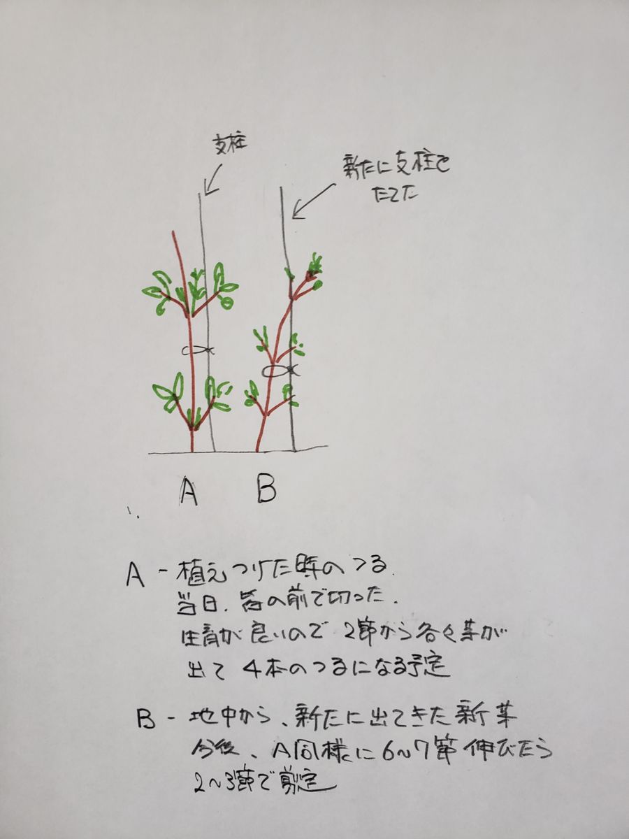 その後のクレマチス、