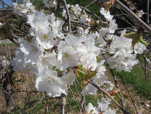 枝垂桜