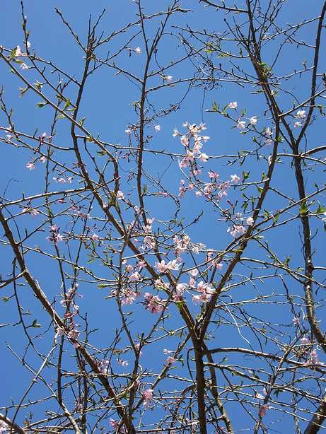 枝垂桜