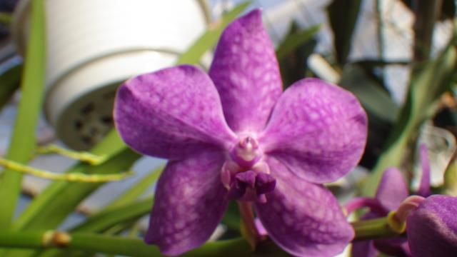 Vanda