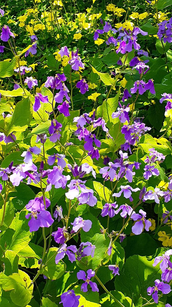 ふくおかルーバルガーデン5～春の🌸🌸🌸庭たより…近くの公園でお花見🍱～💕