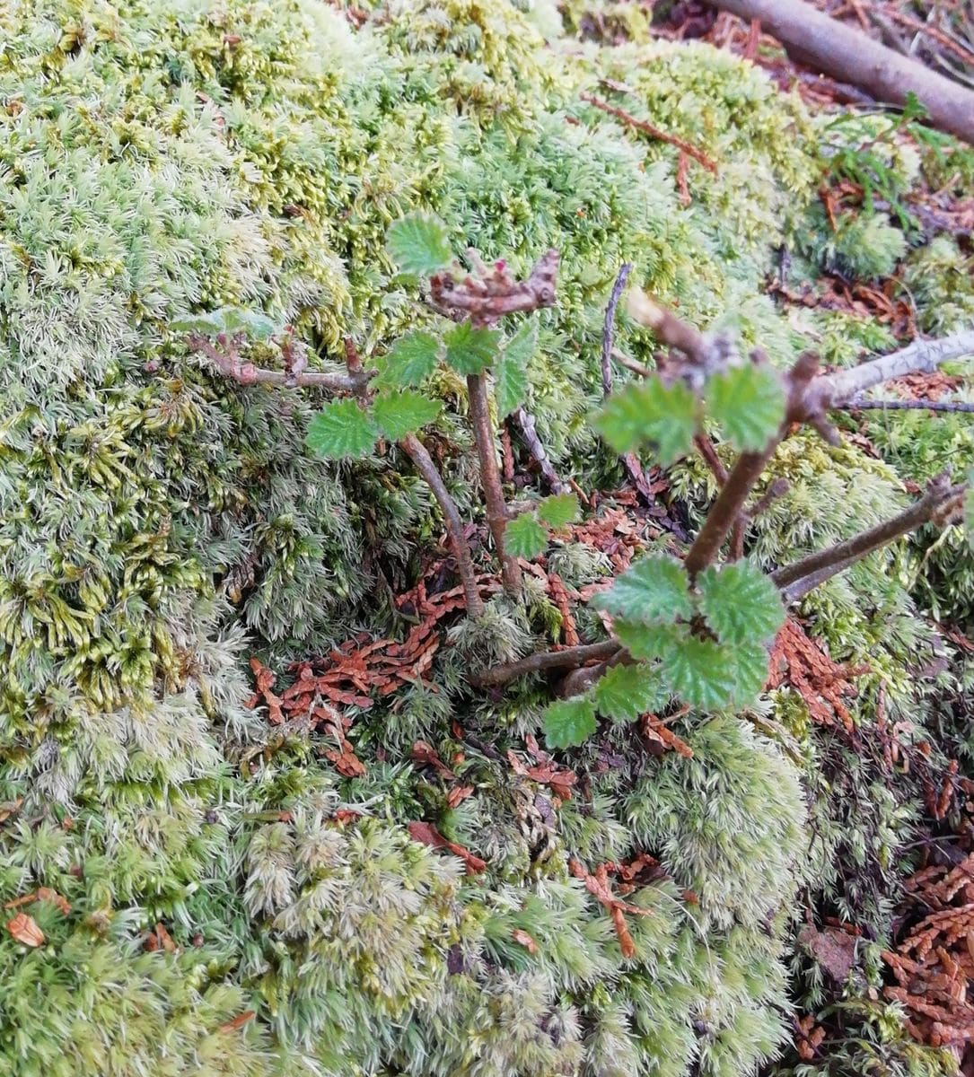 ３月の山小屋　自然の盆栽？