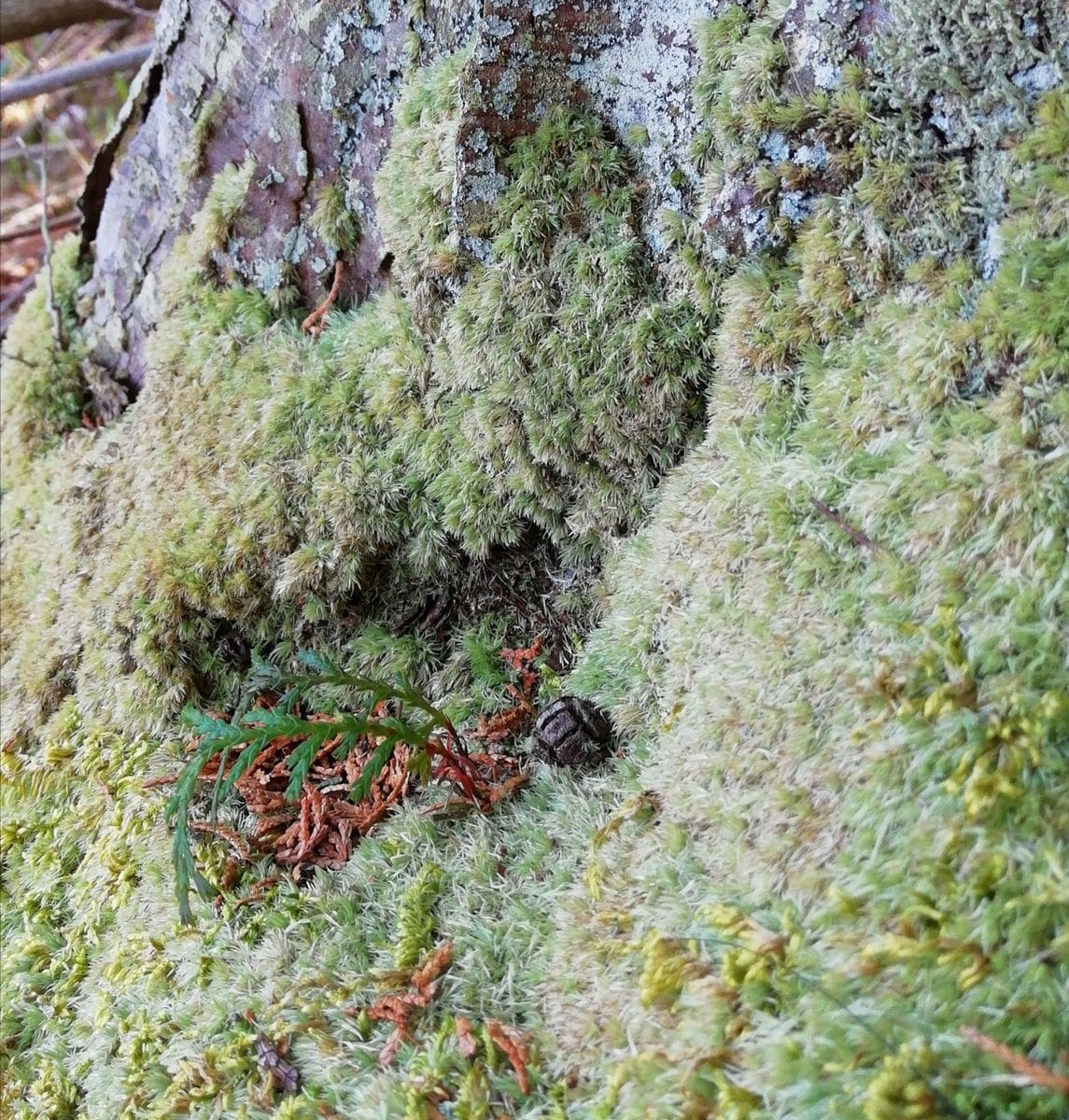 ３月の山小屋　自然の盆栽？