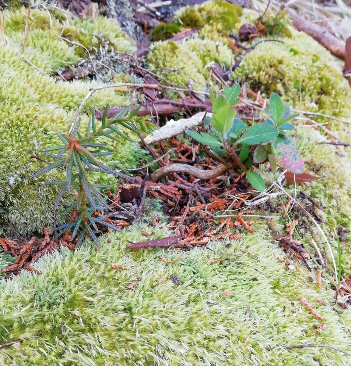 ３月の山小屋　自然の盆栽？