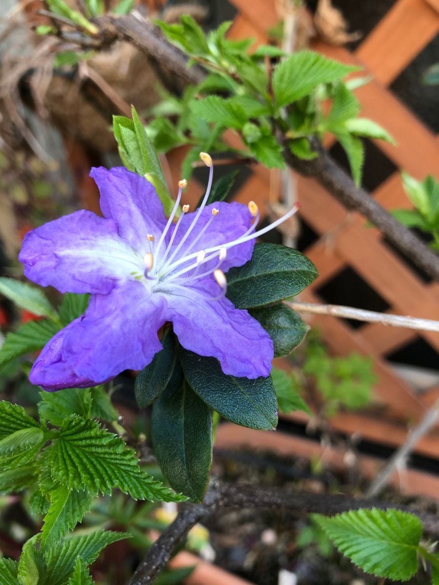 ブルーツツジの初花