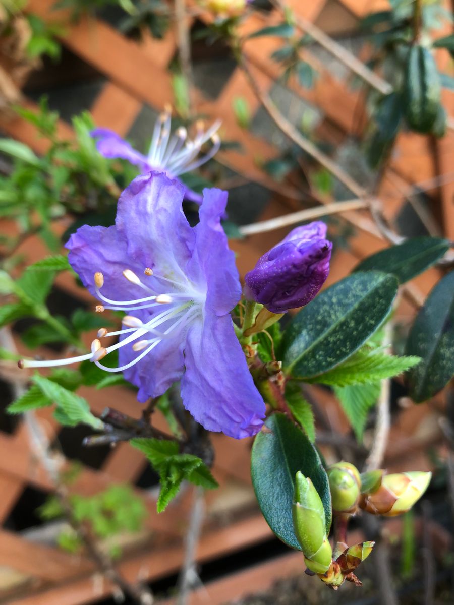 ブルーツツジの初花