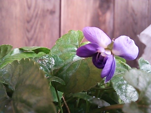 においスミレ　夏を越してまた花が♪