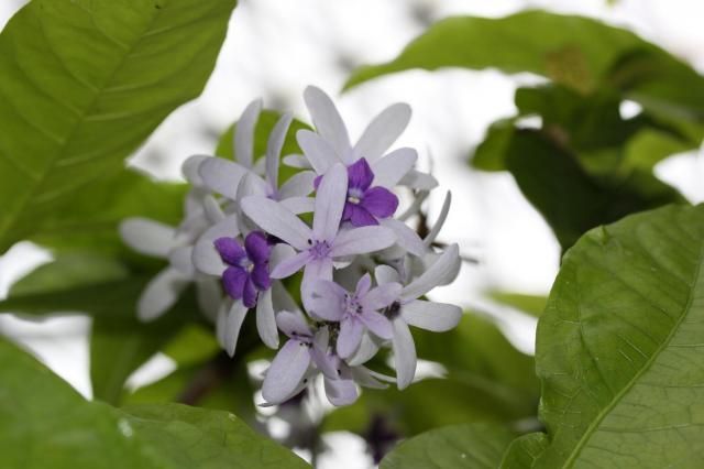 「ペトレア」見つけた～新潟県立植物園