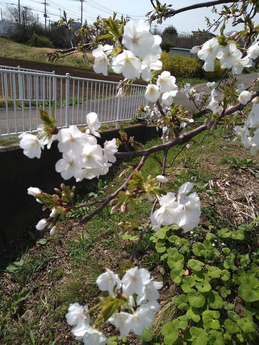 ☆ご近所散歩の植物さん〜№２☆彡