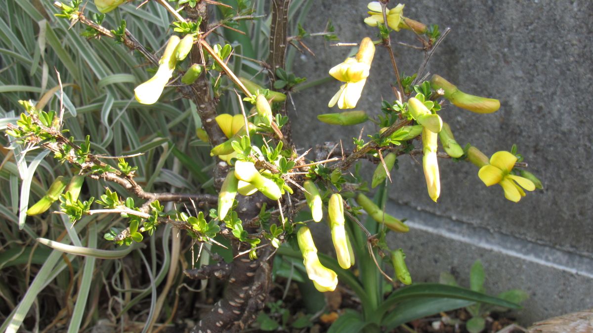 庭の花-木の花いろいろ