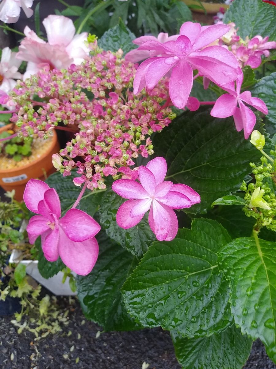 もう買わないぞ！と決めてたのに〰️紫陽花