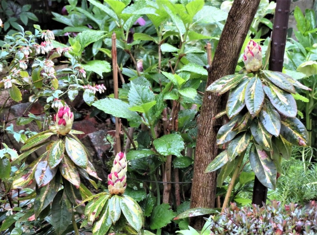 西洋シャクナゲの花蕾