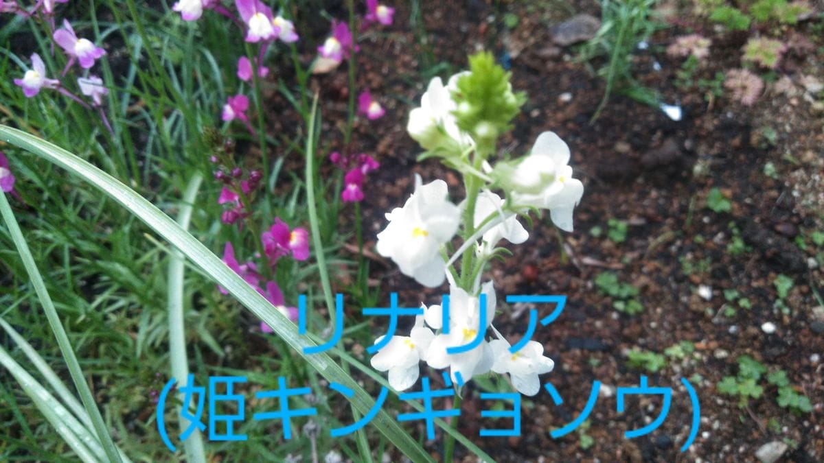 お庭の白いお花たち　　その1