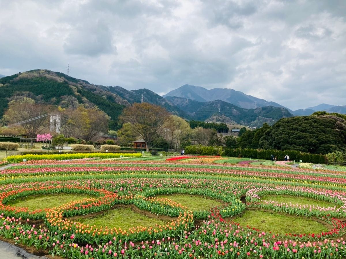 チューリップ植え付け隊の成果🎵