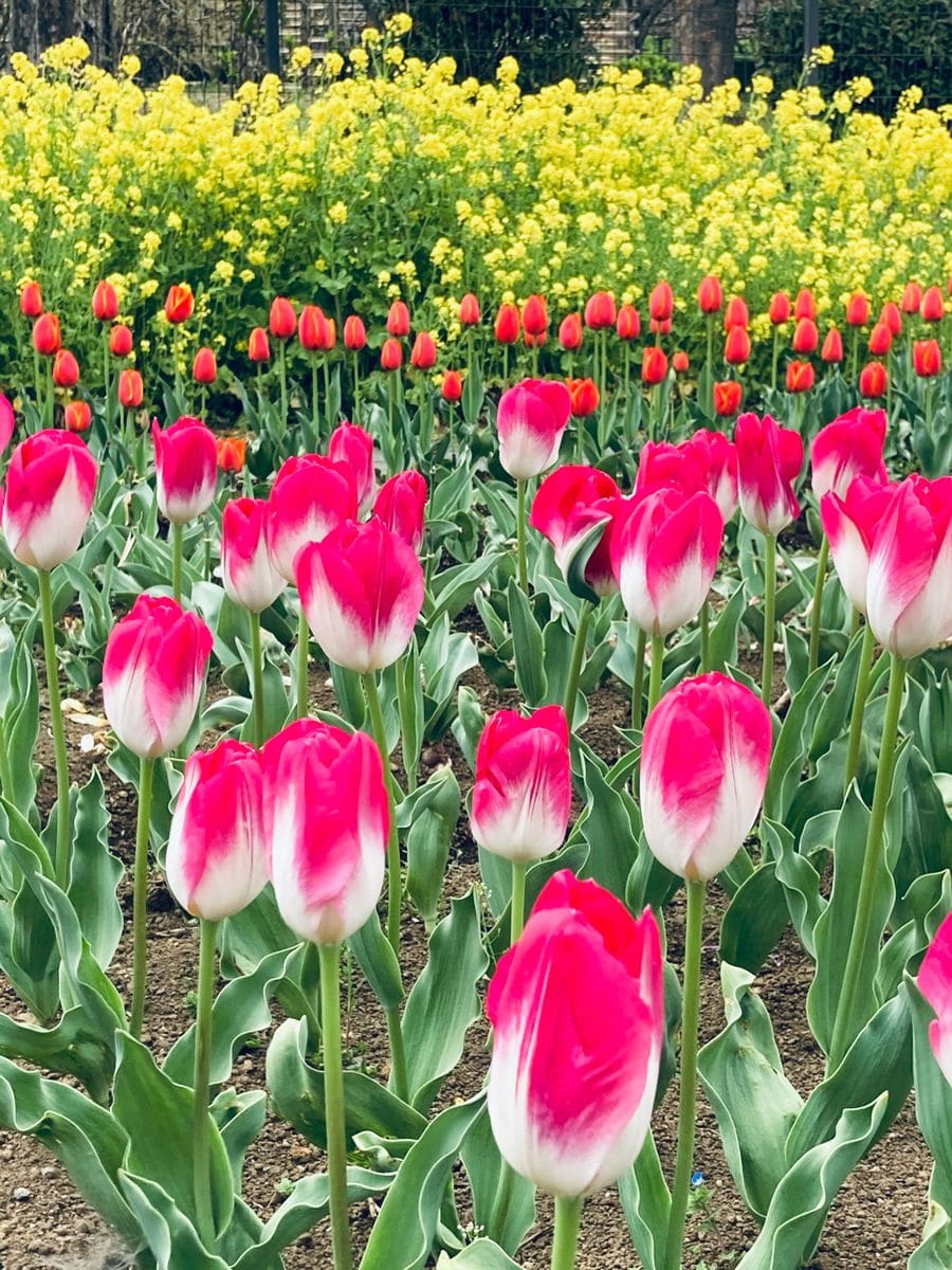 チューリップ植え付け隊の成果🎵