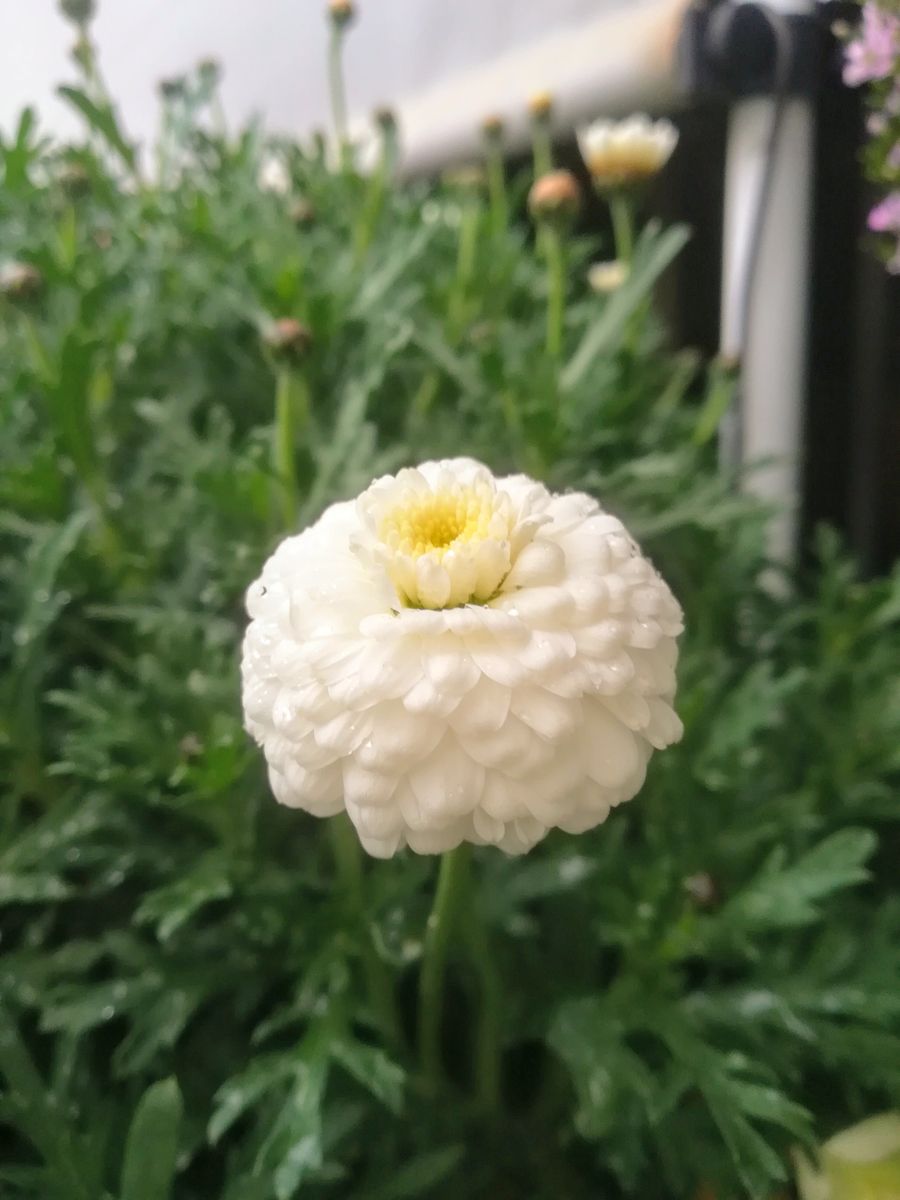 我が家の花🌷今日の様子