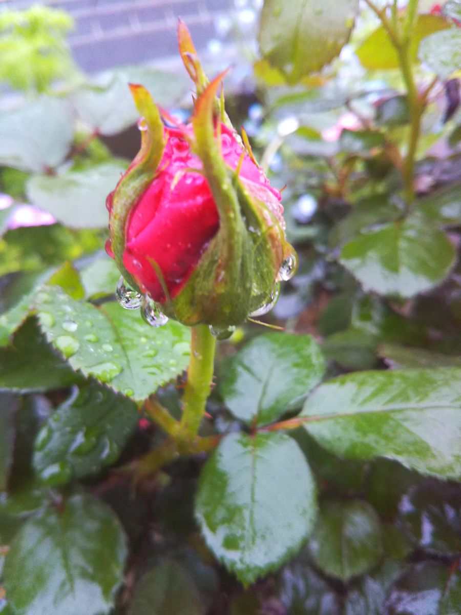 待ちに待った開花です💞