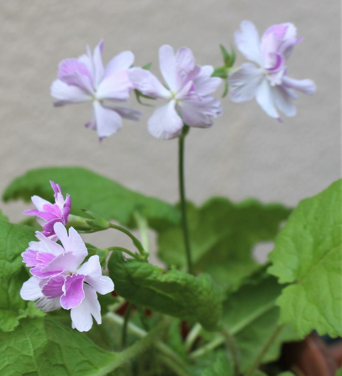 寸景・日本桜草