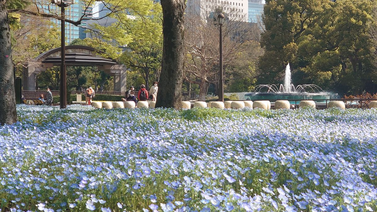 日比谷公園　ネモフィラとチューリップとサクラ