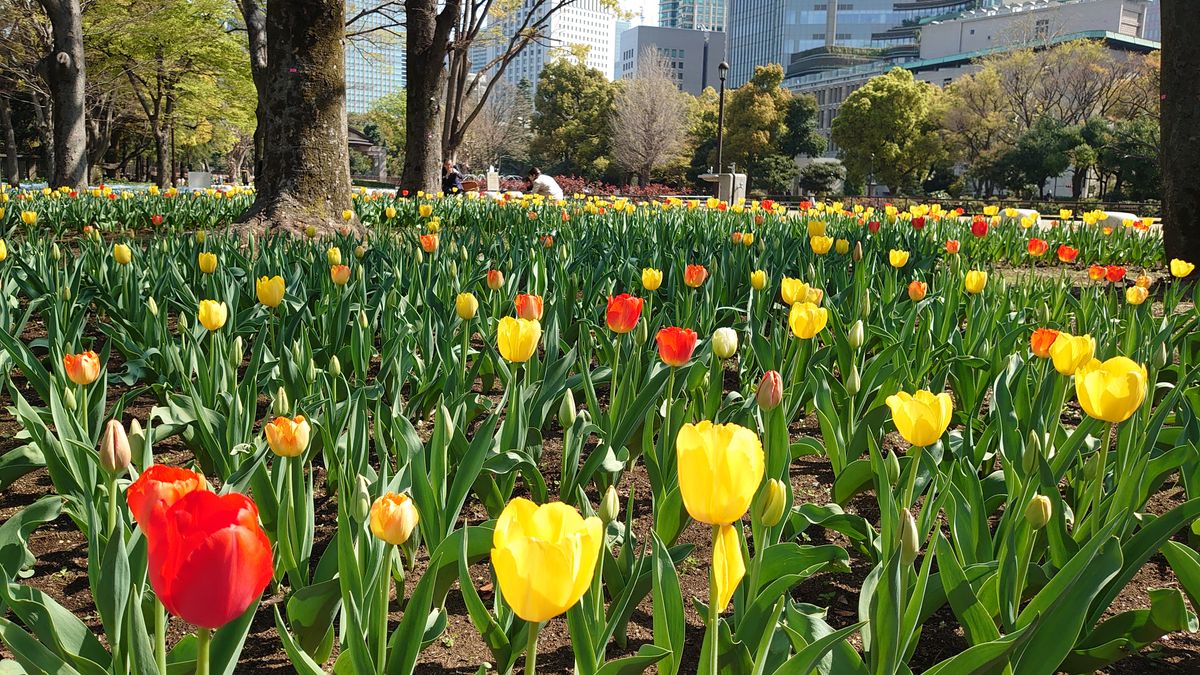 日比谷公園　ネモフィラとチューリップとサクラ