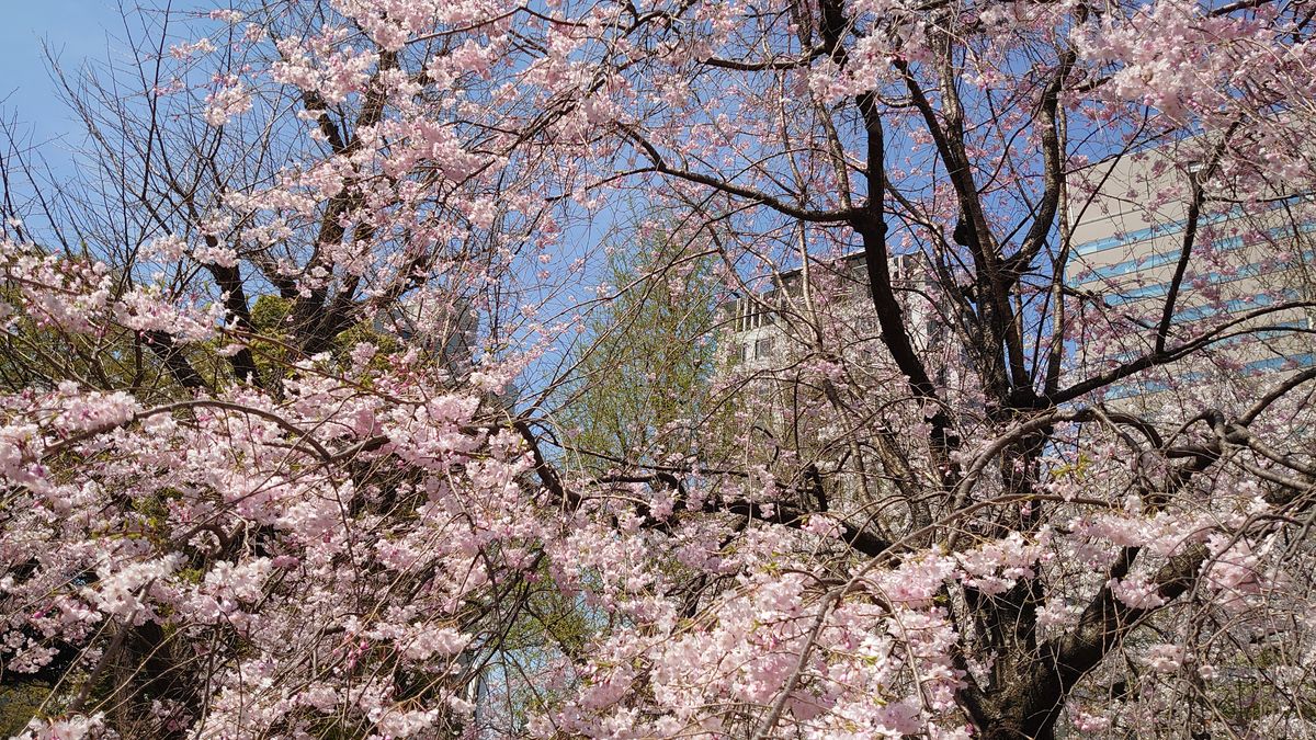 日比谷公園　ネモフィラとチューリップとサクラ