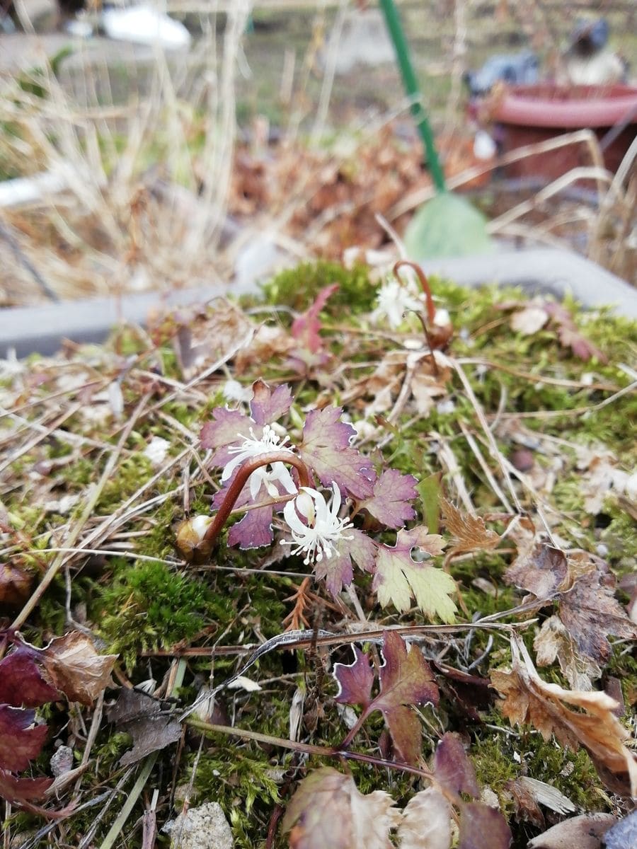 やっと春が来ました😊