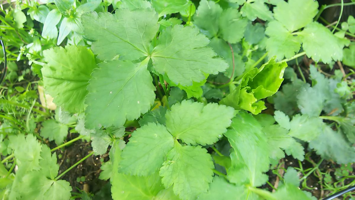 毎日収穫野菜