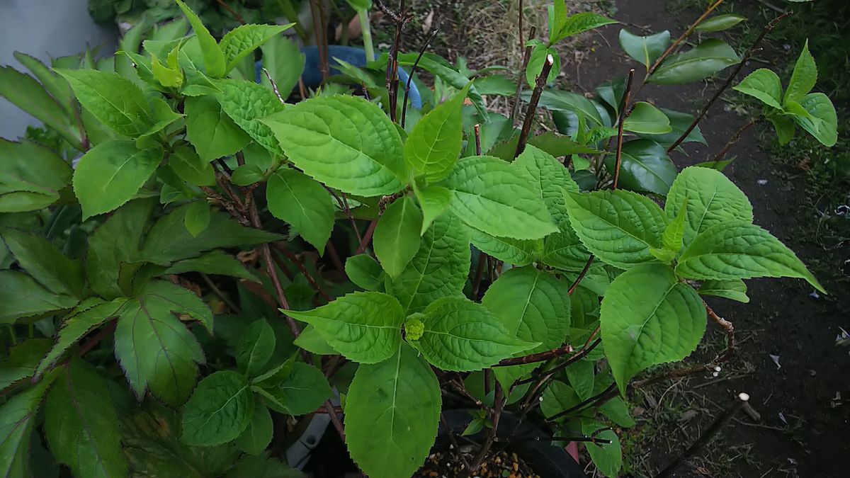 山紫陽花🌿春の新芽