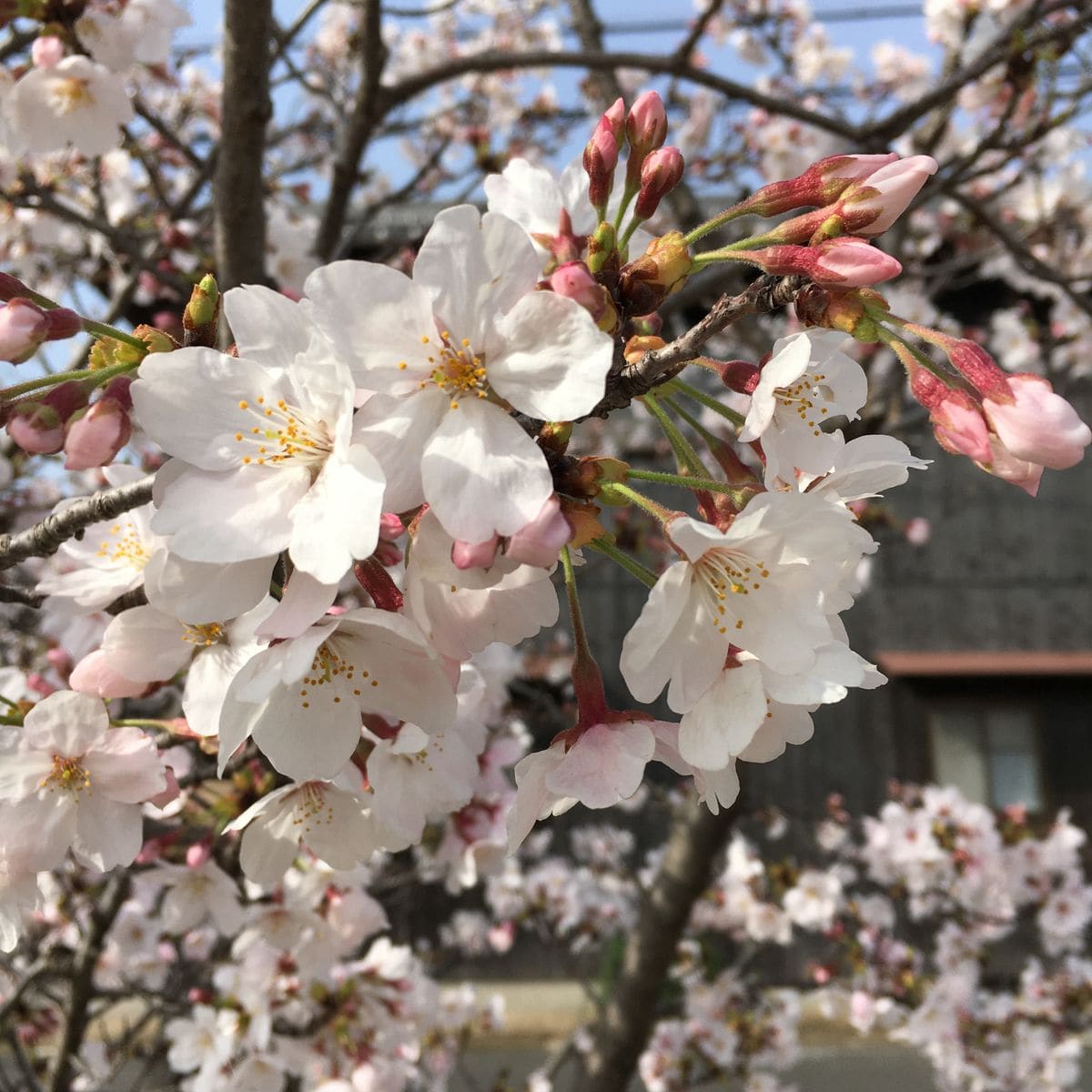 公園掃除の日　②