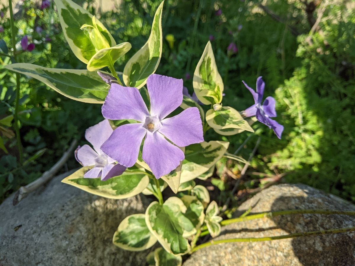 次々開花 ♪