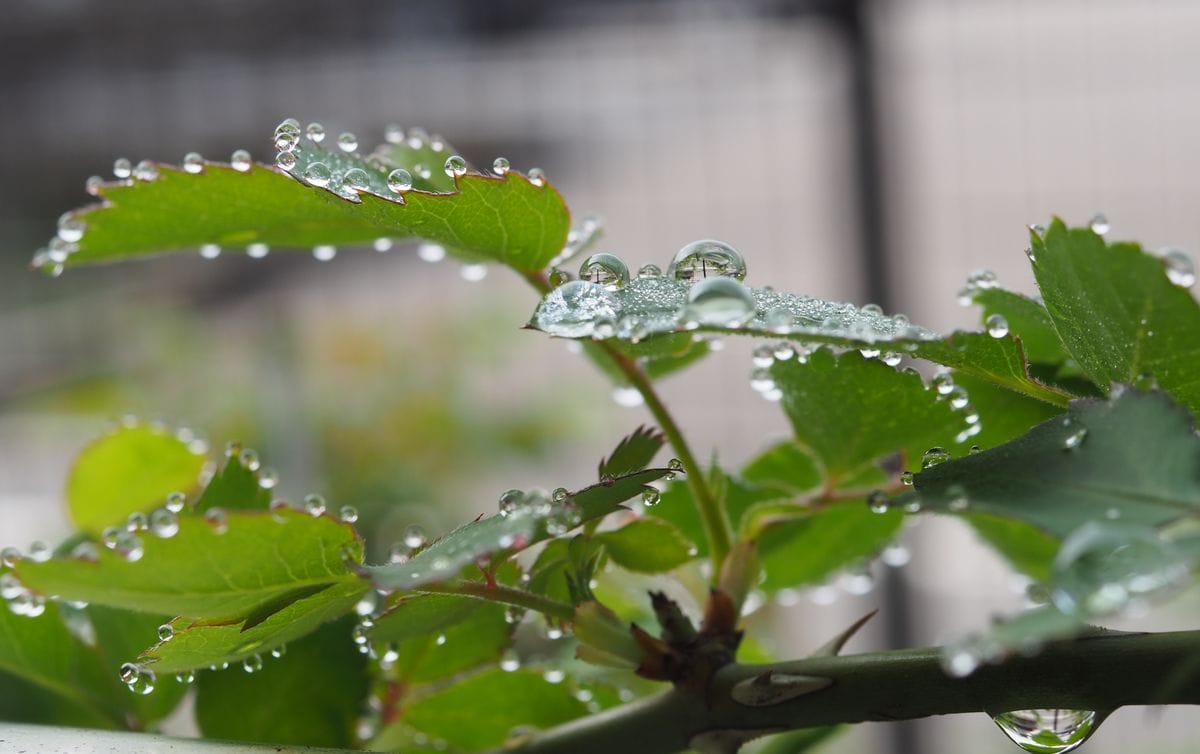 雨上がりの贈り物