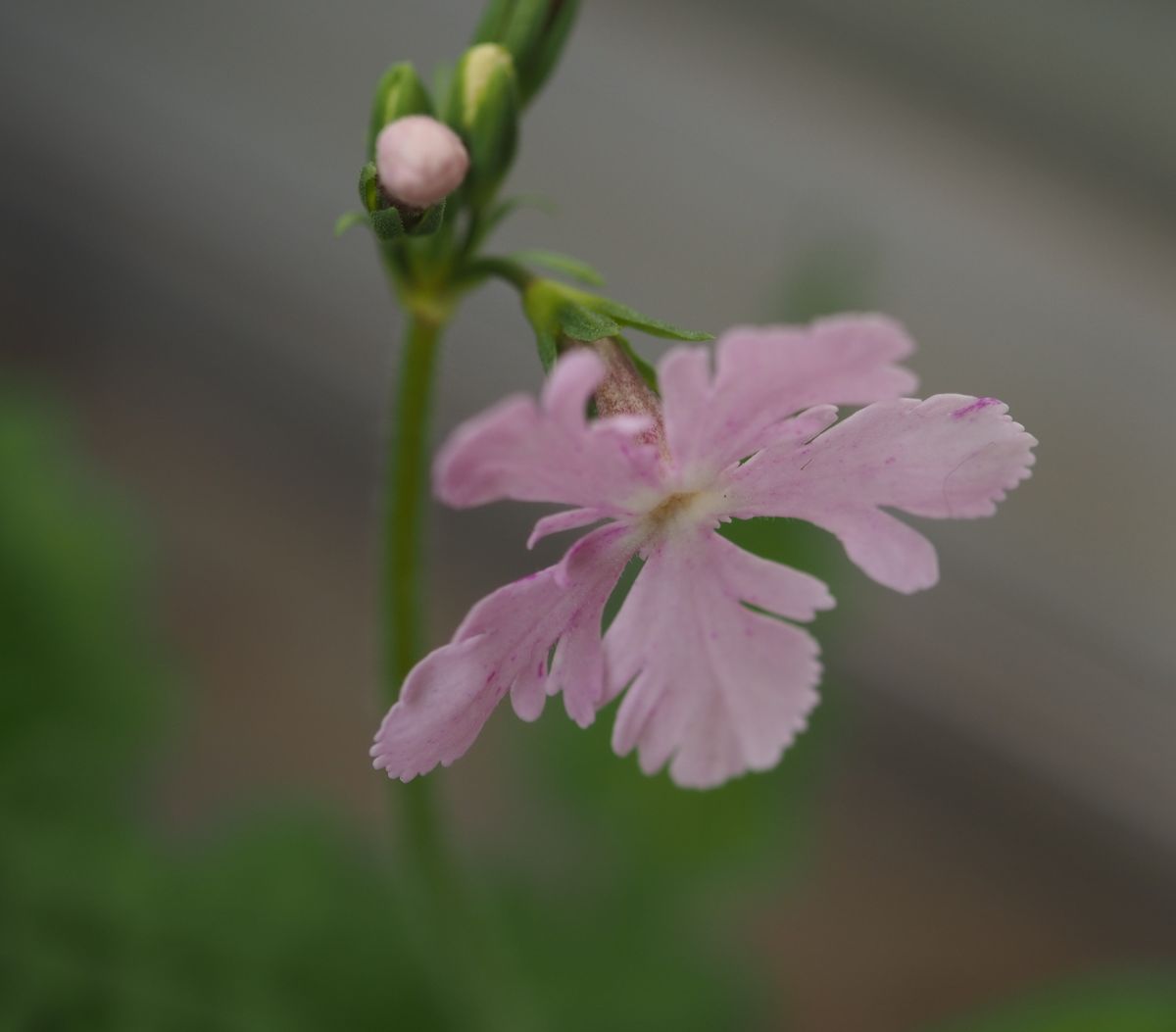 雨上がりの贈り物