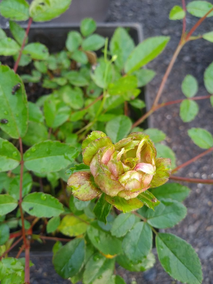 薔薇🌹一番に咲いたのは…✨😆⤴️⤴️